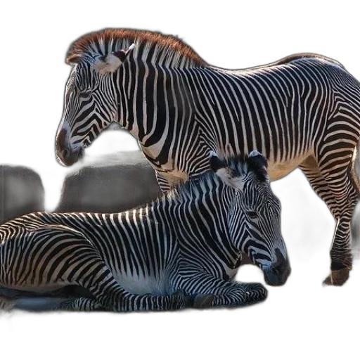 animal, furniture, creature, jewelry transparent PNG cut-out