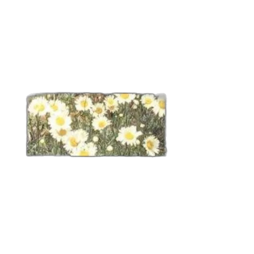 flower, jewelry, crown, food transparent PNG cut-out