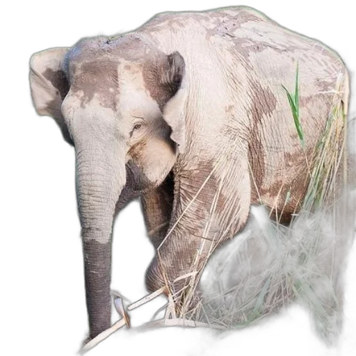 animal, creature, photorealistic, concept art transparent PNG cut-out