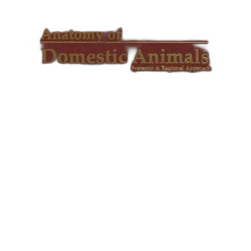 animal, food, weapon, jewelry transparent PNG cut-out