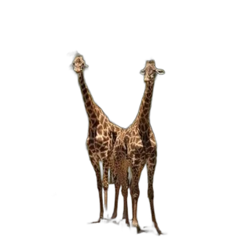 animal, creature, staff, hat transparent PNG cut-out