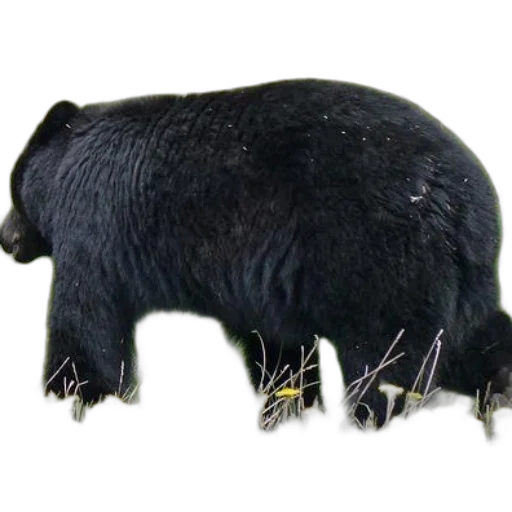 animal, creature, staff, food transparent PNG cut-out