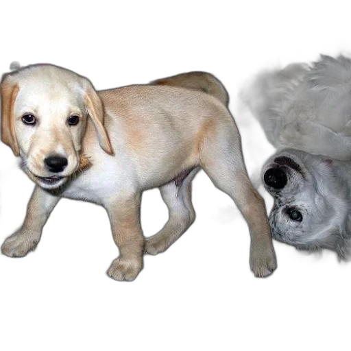 animal, creature, photorealistic, 3d render transparent PNG cut-out