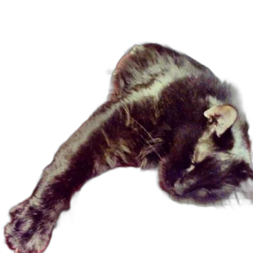 animal, staff, creature, hair transparent PNG cut-out