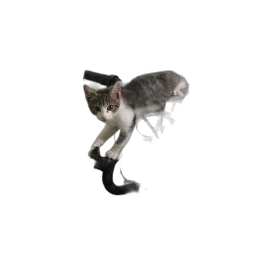 animal, staff, creature, weapon transparent PNG cut-out
