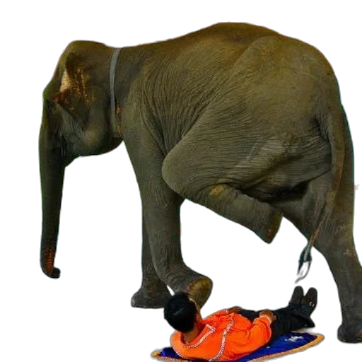 animal, shoes, creature, large transparent PNG cut-out