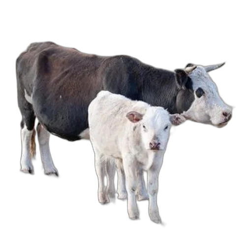 animal, jewelry, food, creature transparent PNG cut-out