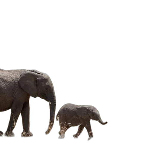 animal, creature, concept art, 3d render transparent PNG cut-out