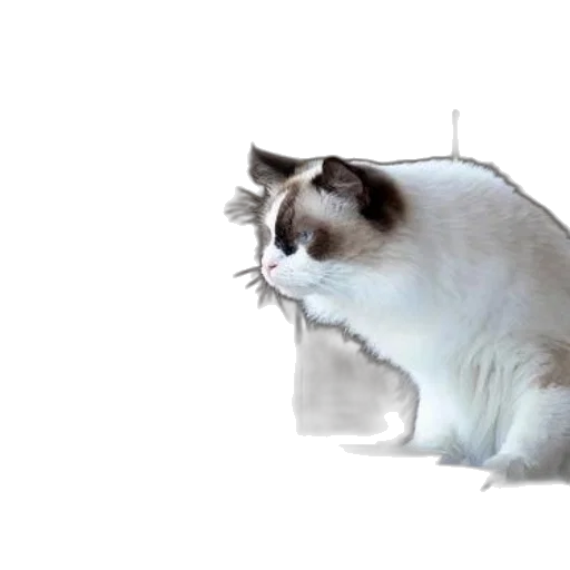 animal, creature, staff, furniture transparent PNG cut-out