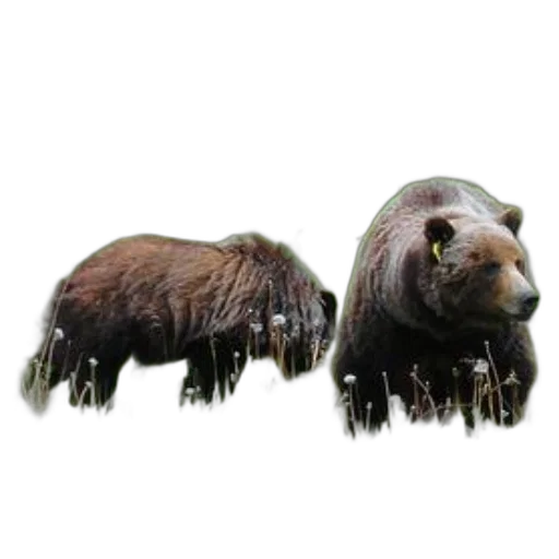 animal, hair, creature, jewelry transparent PNG cut-out