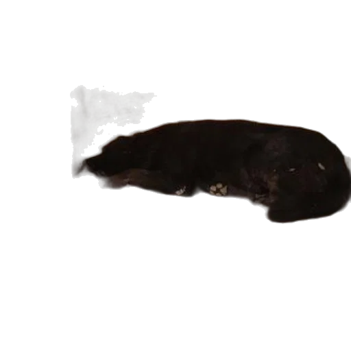 animal, food, creature, hair transparent PNG cut-out