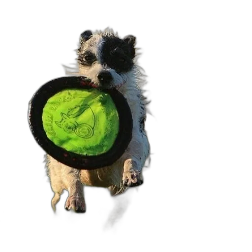 animal, creature, food, dragon transparent PNG cut-out