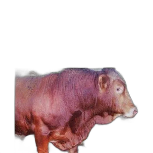 animal, creature, dragon, dress transparent PNG cut-out