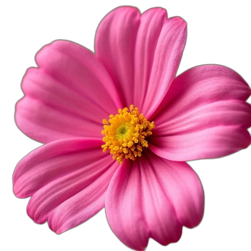 flower, crown, jewelry, staff transparent PNG cut-out