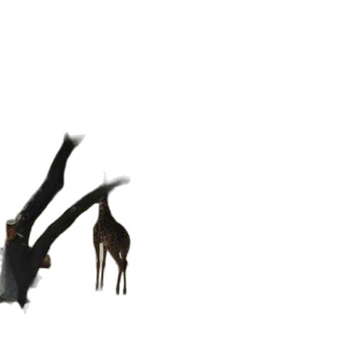 animal, creature, dragon, shoes transparent PNG cut-out