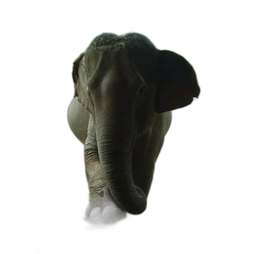 hat, animal, mask, face transparent PNG cut-out