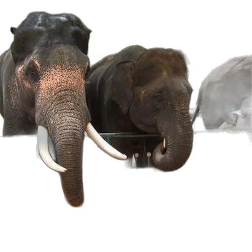 animal, mask, hat, staff transparent PNG cut-out
