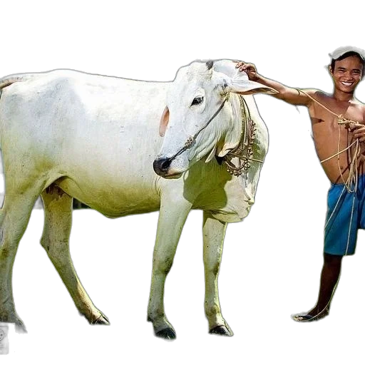 animal, weapon, staff, jewelry transparent PNG cut-out