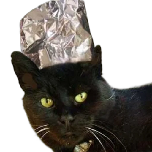 hat, crown, animal, jewelry transparent PNG cut-out