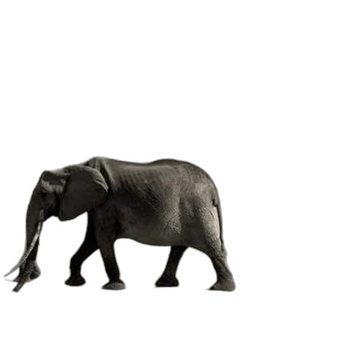 animal, creature, weapon, furniture transparent PNG cut-out