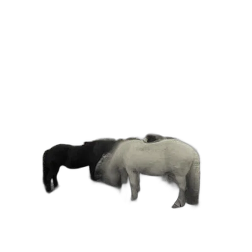 animal, creature, furniture, weapon transparent PNG cut-out