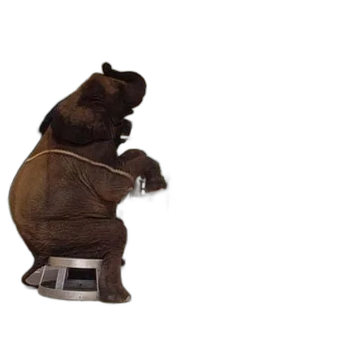 animal, staff, furniture, 3d render transparent PNG cut-out