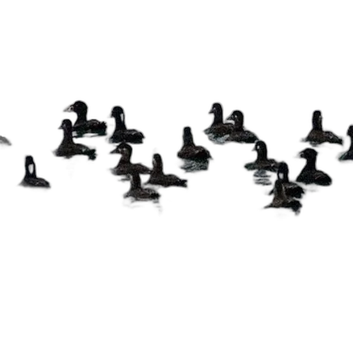 animal, staff, concept art, fog transparent PNG cut-out