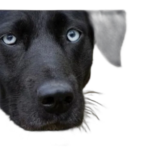 animal, face, staff, creature transparent PNG cut-out