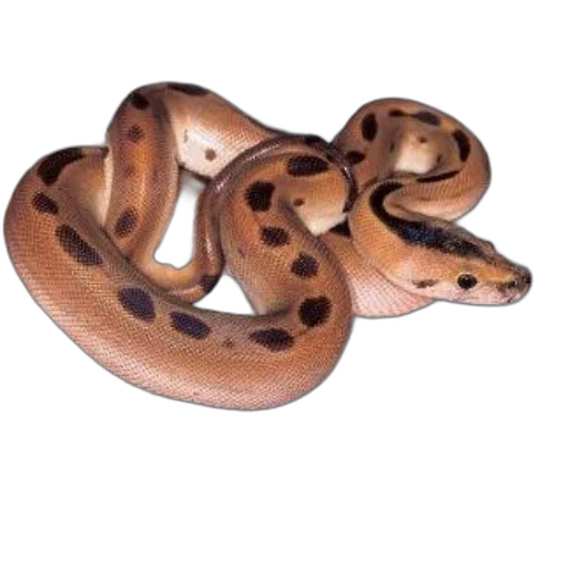 animal, jewelry, creature, mask transparent PNG cut-out