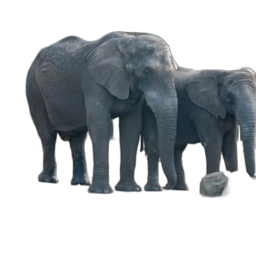 animal, umbrella, creature, weapon transparent PNG cut-out