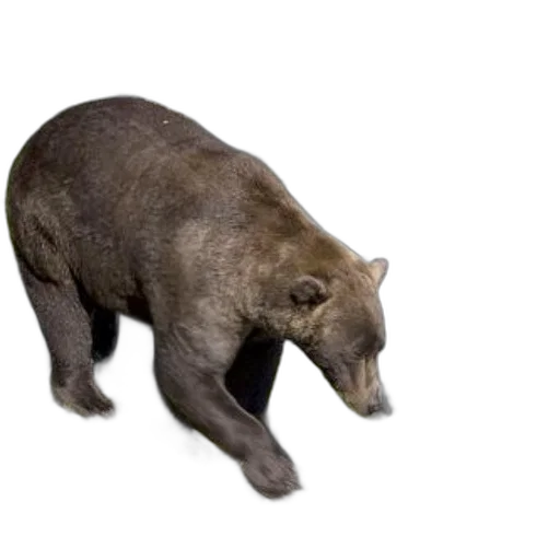 animal, creature, staff, concept art transparent PNG cut-out