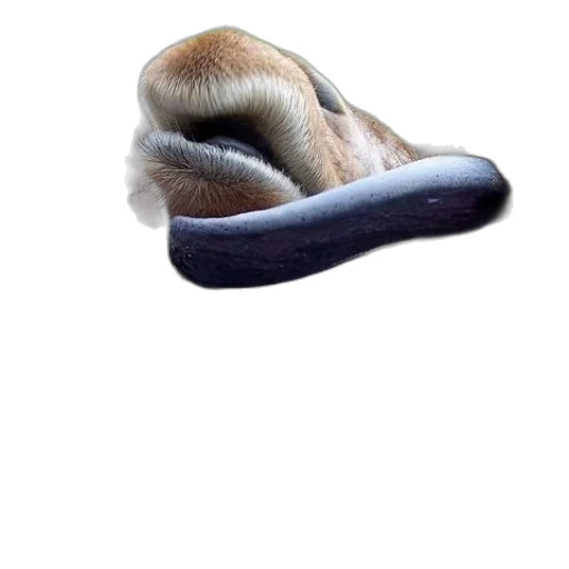shoes, animal, hat, creature transparent PNG cut-out