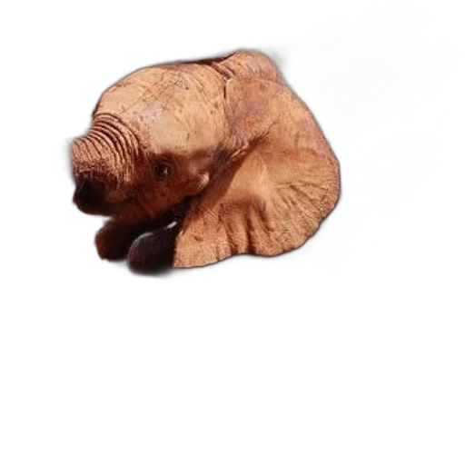 animal, creature, hat, hair transparent PNG cut-out