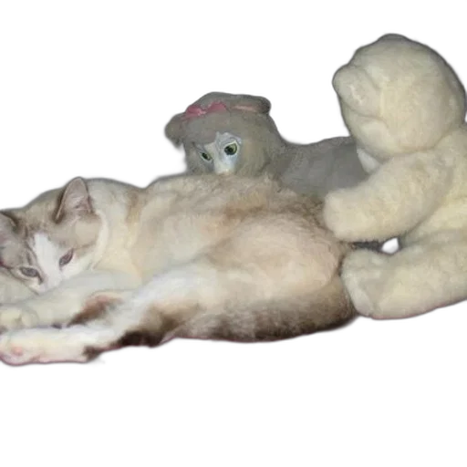 animal, staff, creature, furniture transparent PNG cut-out