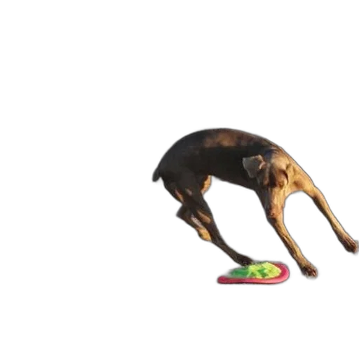 animal, food, creature, shoes transparent PNG cut-out