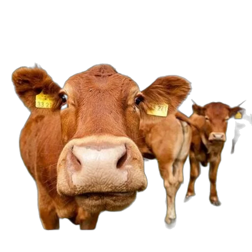 animal, food, face, photorealistic transparent PNG cut-out