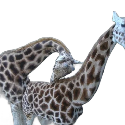 animal, creature, staff, 3d render transparent PNG cut-out
