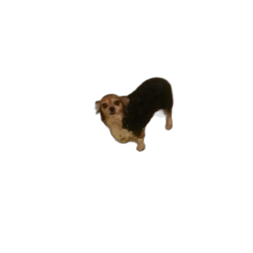 animal, creature, staff, hair transparent PNG cut-out