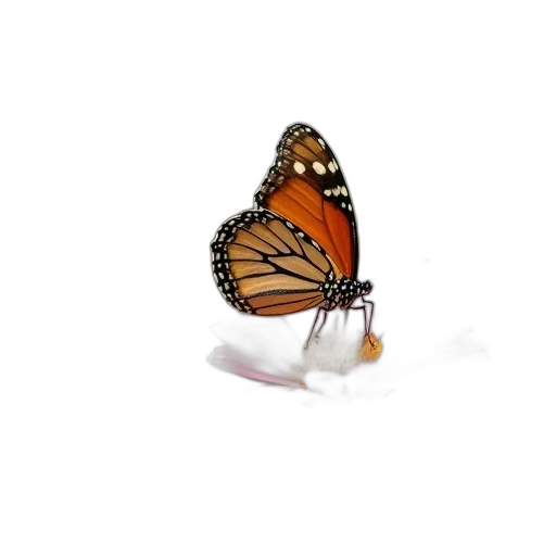 animal, jewelry, crown, creature transparent PNG cut-out