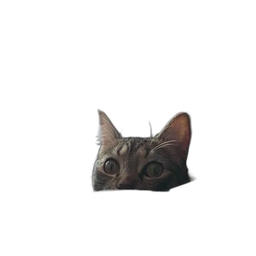 animal, face, creature, mask transparent PNG cut-out
