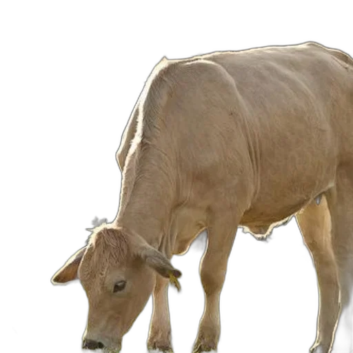 animal, creature, food, photorealistic transparent PNG cut-out