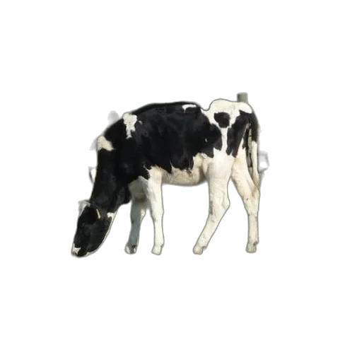 animal, food, jewelry, staff transparent PNG cut-out