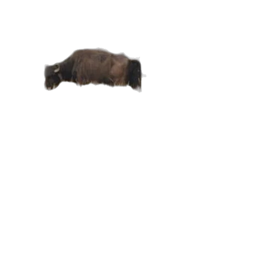 animal, creature, hair, hat transparent PNG cut-out