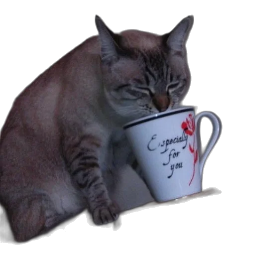 staff, photorealistic, cat, drinking transparent PNG cut-out