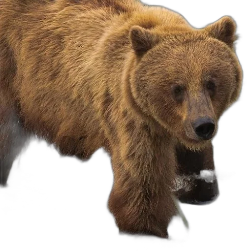 animal, creature, face, photorealistic transparent PNG cut-out