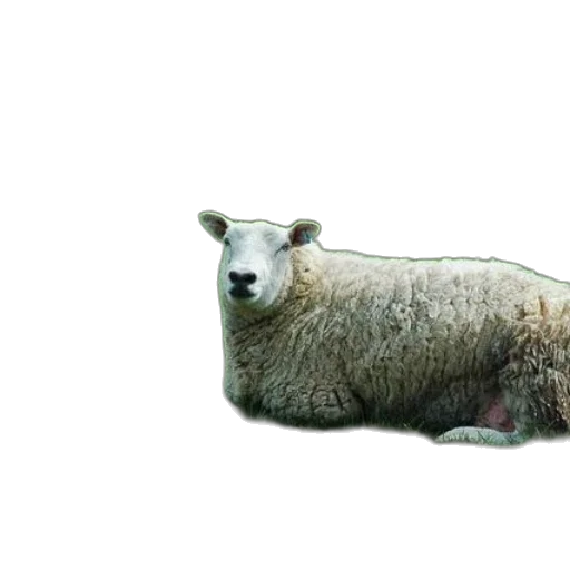animal, creature, food, furniture transparent PNG cut-out