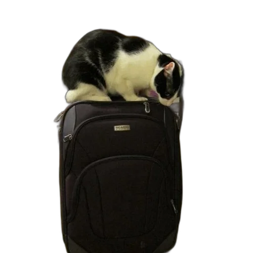 animal, staff, jacket, creature transparent PNG cut-out
