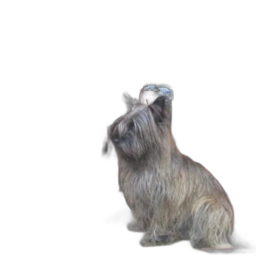 animal, hair, creature, staff transparent PNG cut-out