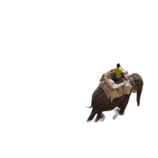 animal, creature, hat, dragon transparent PNG cut-out