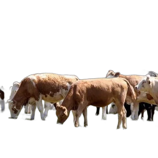 animal, food, 3d render, concept art transparent PNG cut-out